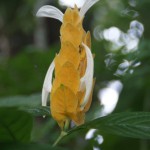 Pachystachys lutea ou Panache d'officier